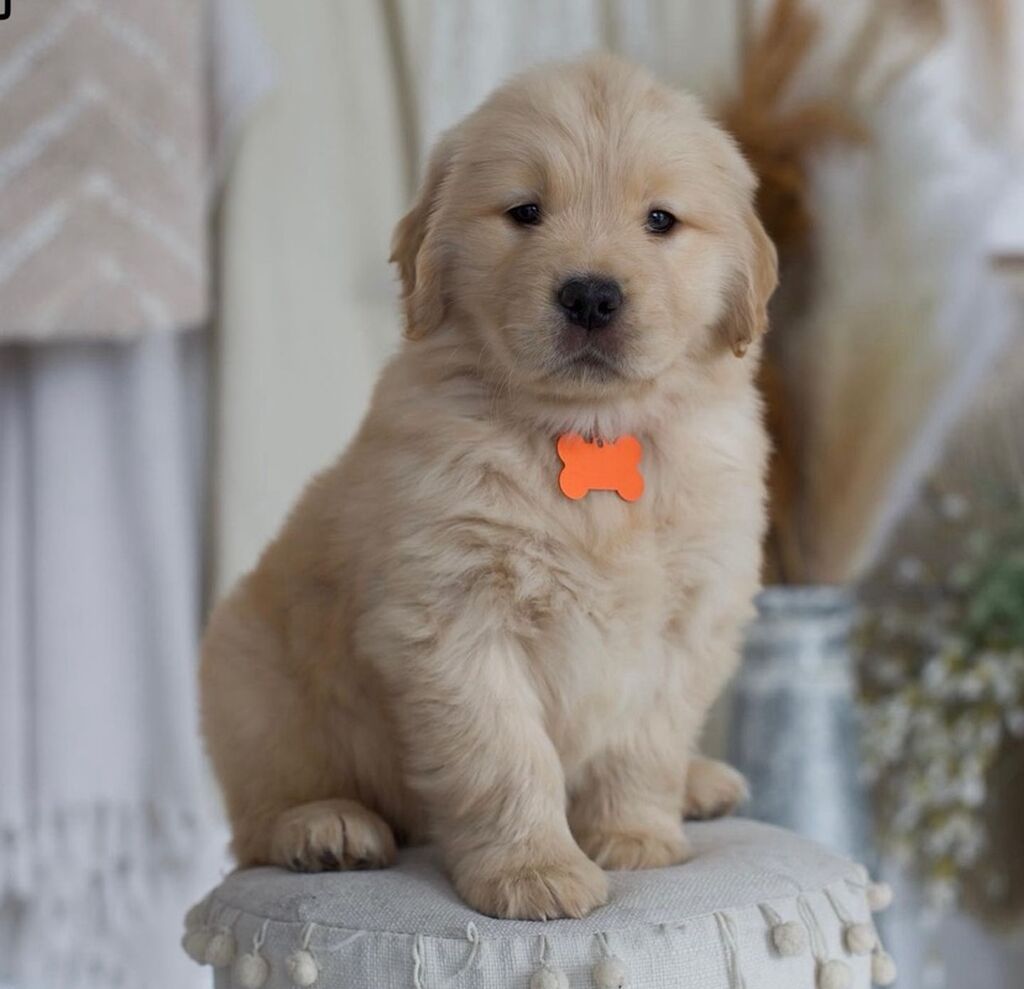 Retriever, Sənədli — Heyvanlar, Masazır (2)