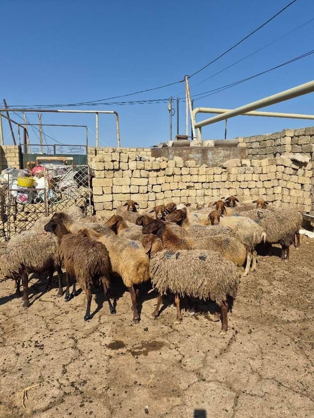 Satlıq qoyun sürüsü. Şəkillərdə bir neçə başdan ibarət sürü görünür — Heyvanlar, Mehdiabad (7)