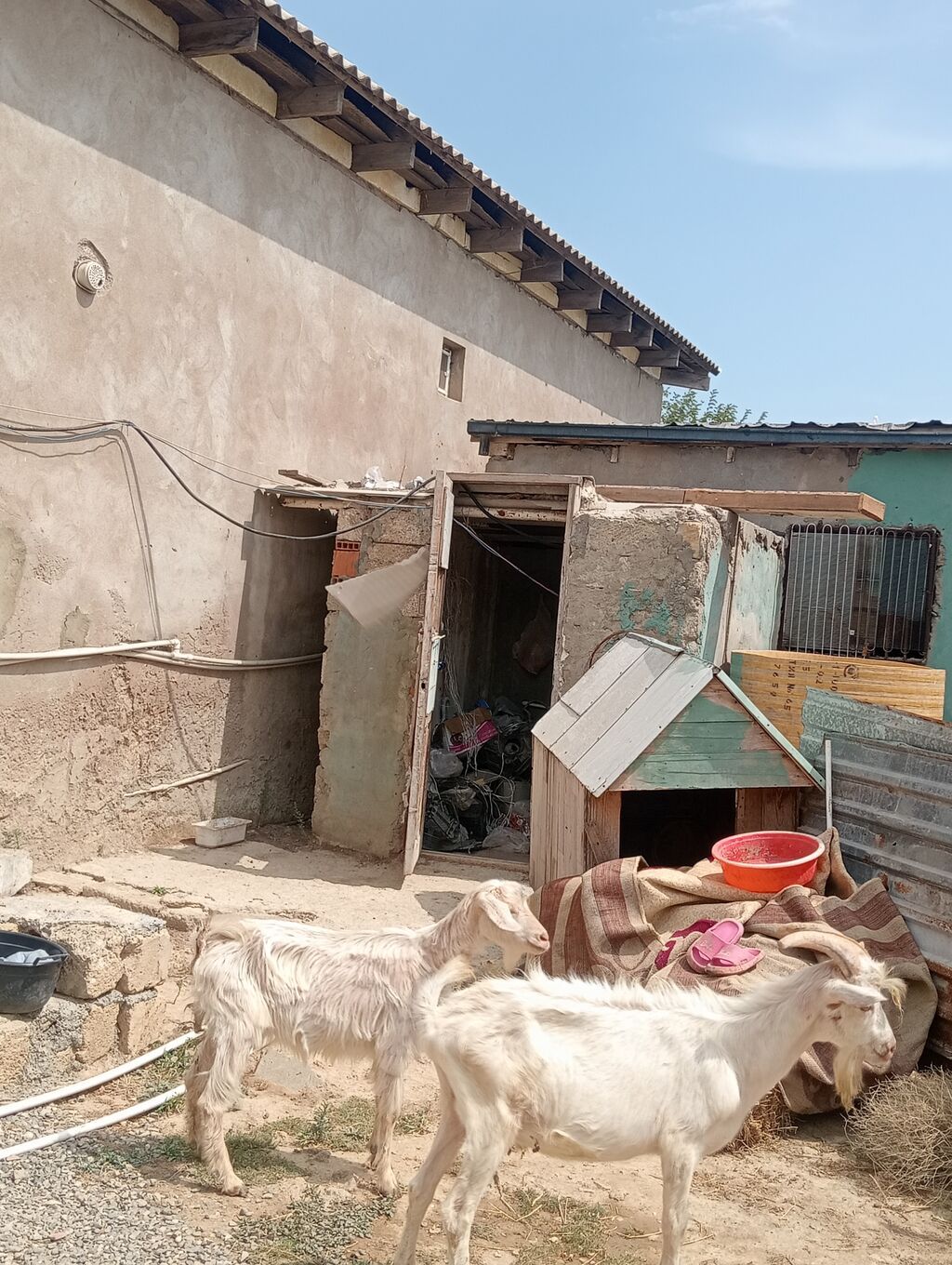 Dişi, Zanen, il: 1, 50 kq, Damazlıq, Pulsuz çatdırılma — Heyvanlar, Digah (2)