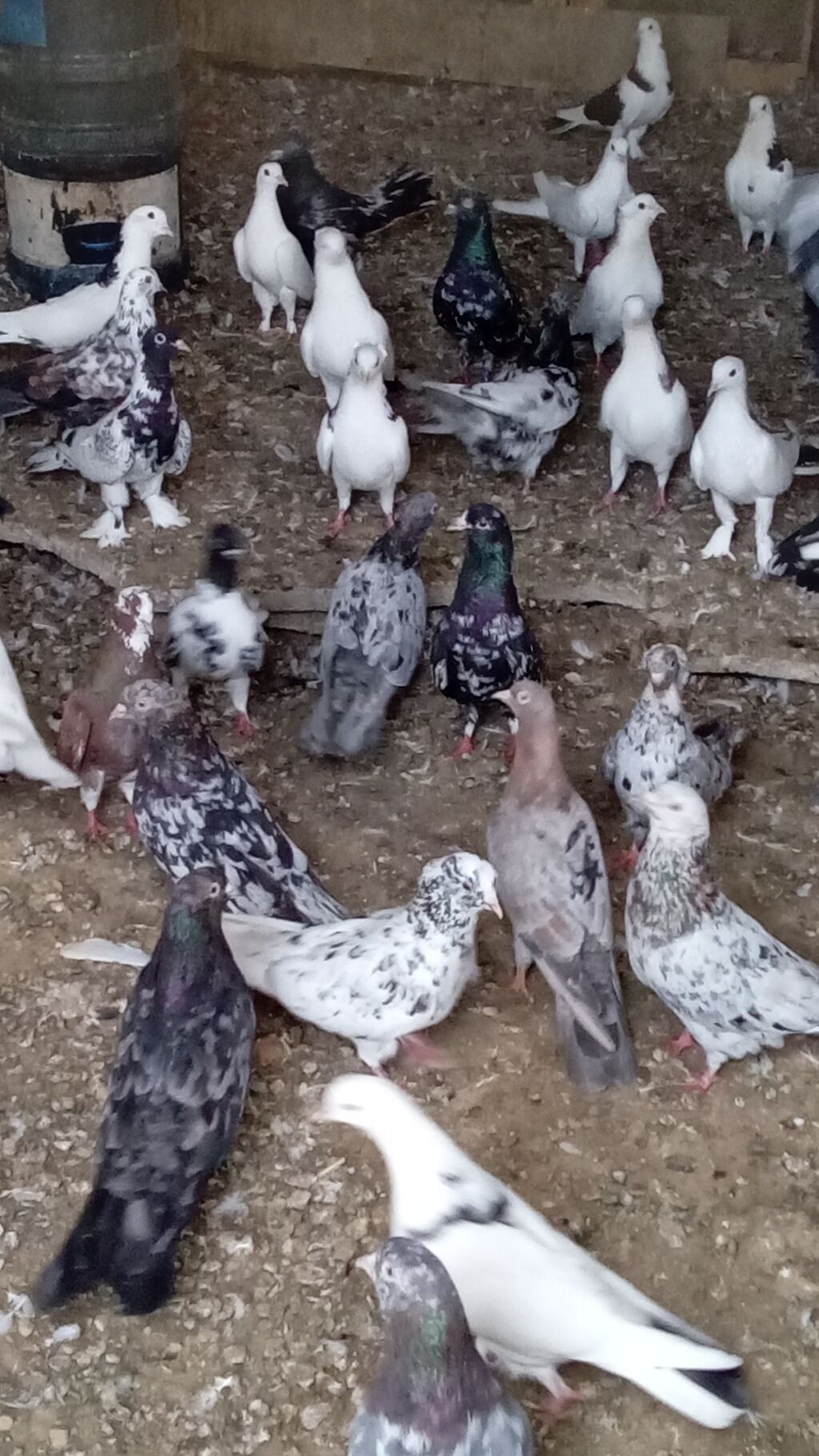 Tərgitmə quşlardı kom satılır 100 yaxın göyərçindi hamısı seçmə — Quşlar, Bakı (9)