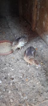 Tovuzqusu balasi 2 denedi bos bekar adamlar narahat etmesin — Animals