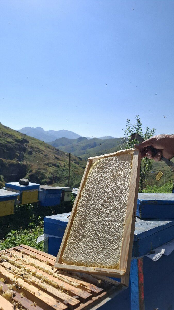 Qaratikan balı — Toyuq və xoruz, Bakı (7)