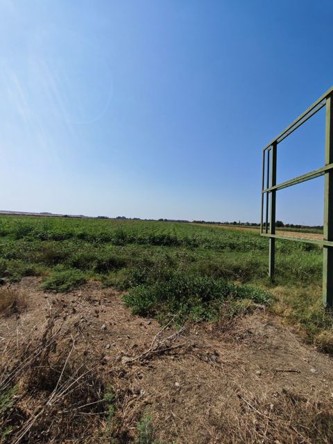 Kənd təsərrüfatı, Kupça (Çıxarış)