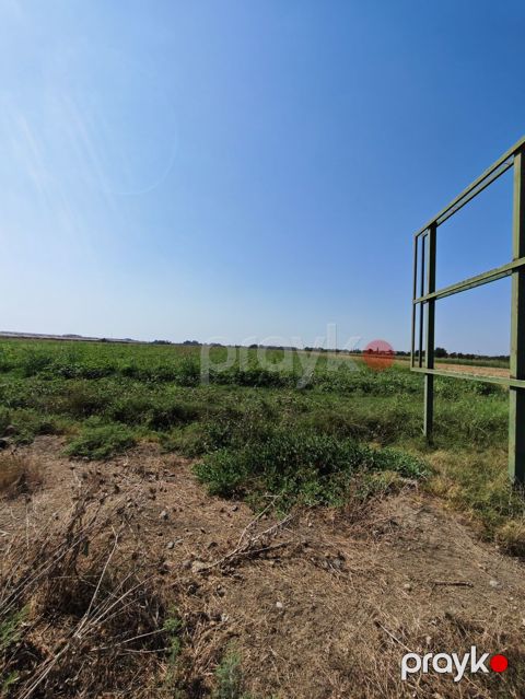 Kənd təsərrüfatı, Kupça (Çıxarış)