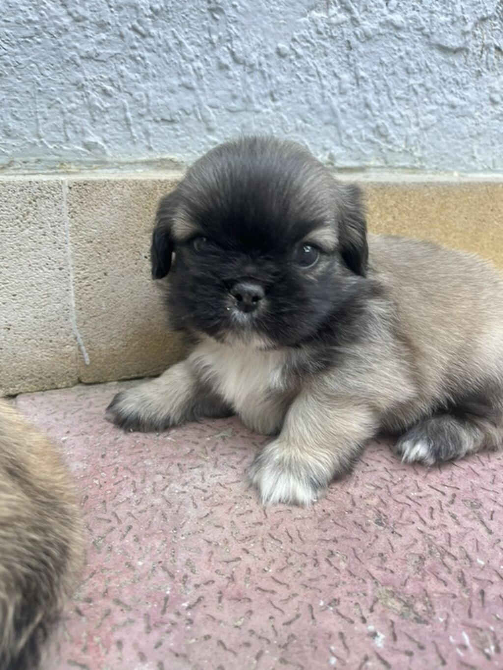 Pekines — Heyvanlar, Xırdalan (8)