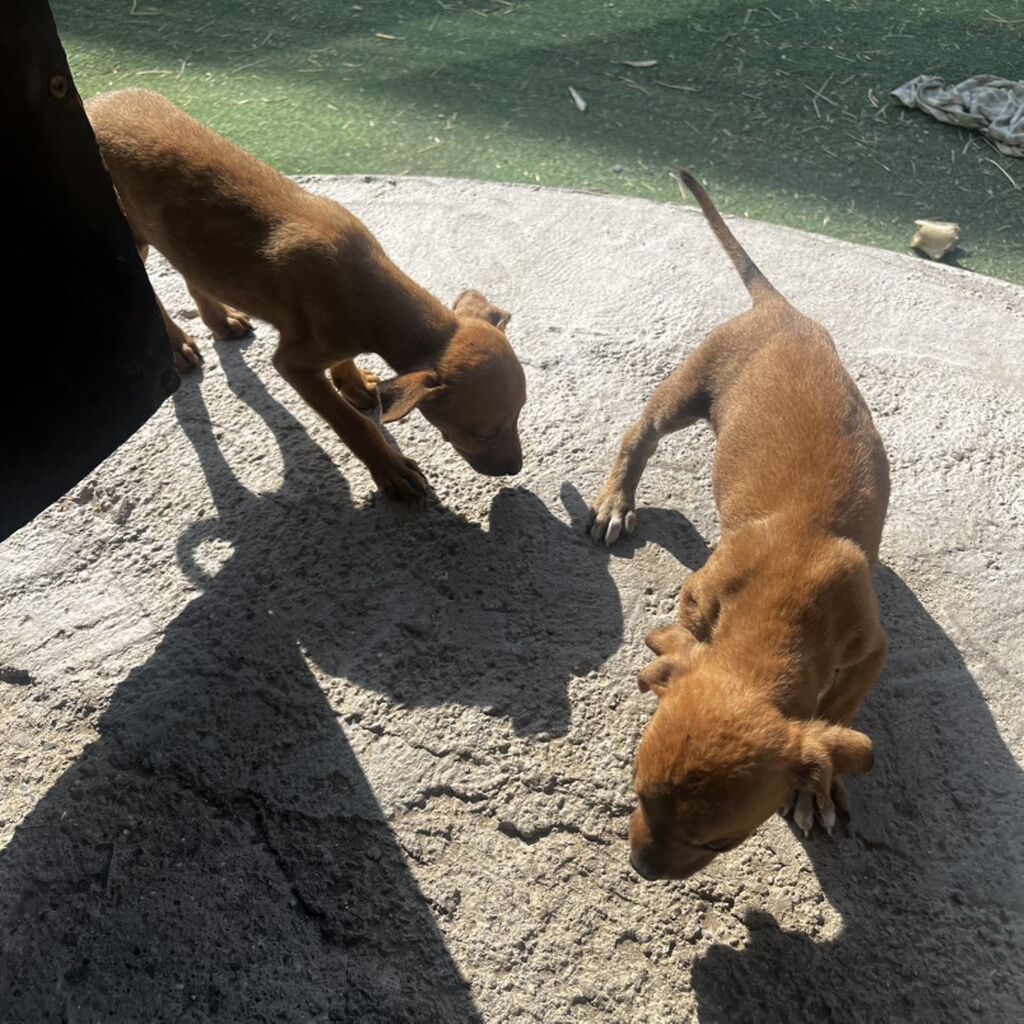 Peyvəndli — Heyvanlar, Xırdalan (5)