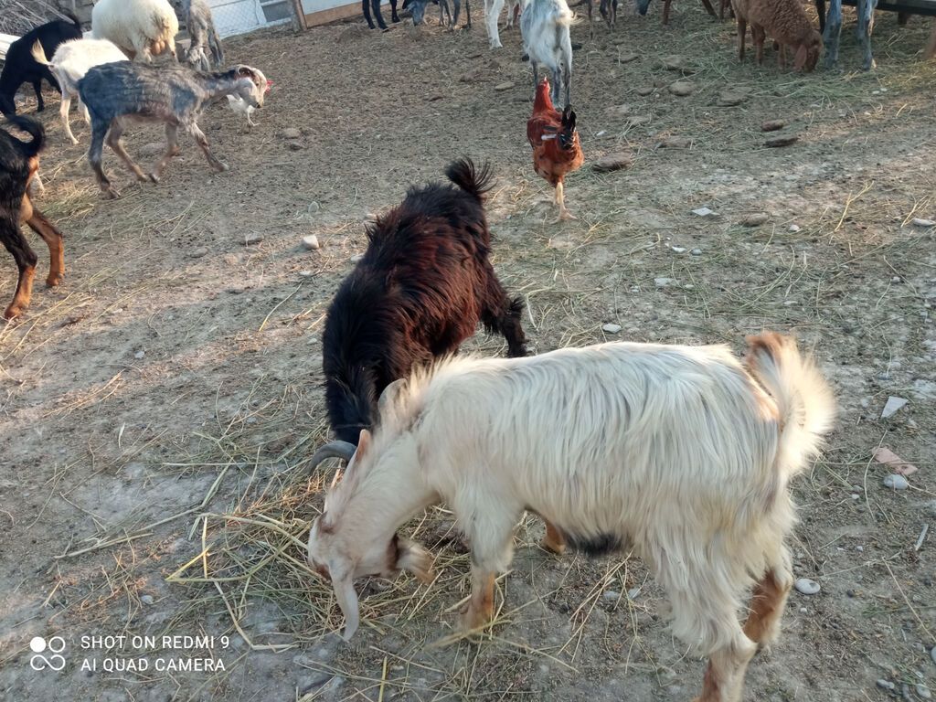 Ana bala Sani cavan heyvadır balası 5aylıqdır erkək diri cəki 26kq — Heyvanlar, Pirəkəşkül (7)