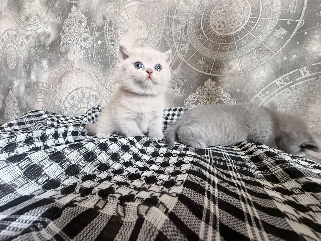 Şirin balaca pişik balaları. Şəkillərdə iki fərqli rəng tonunda — Pişiklər, Bakı (3)