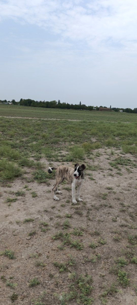 Qurdbasar — Heyvanlar, Biləsuvar (4)