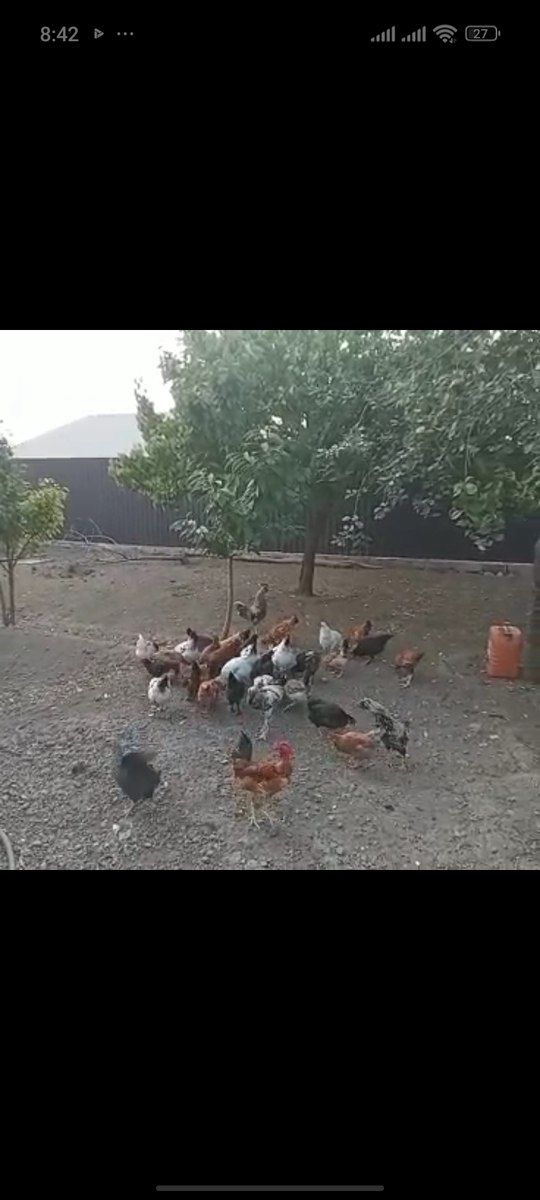 Çolpa — Quşlar, Gəncə (3)