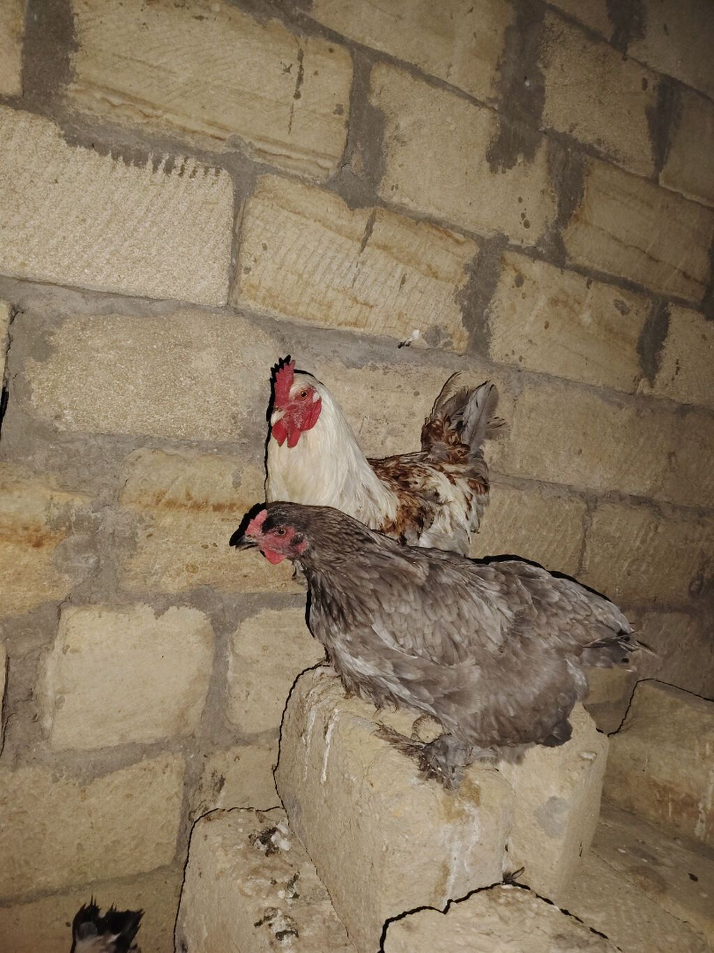 Brama cütü satılır 60 manat xoruz 40 fərə 20 barterde mümkündü fərə — Heyvanlar, Sumqayıt (5)