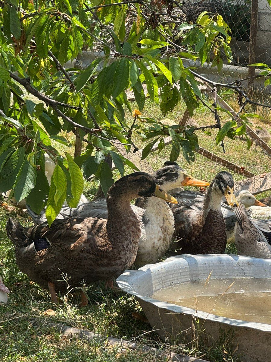 Ördəklər — Quşlar, Quba (6)