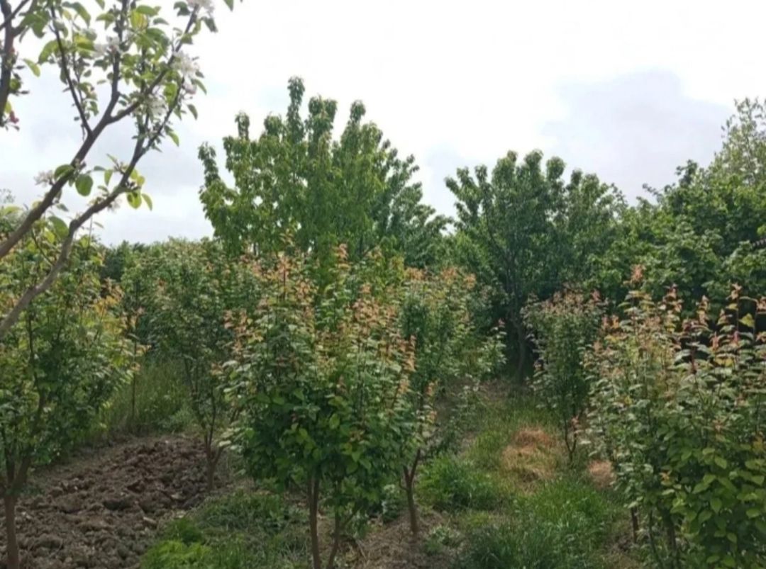 35 sot torpaq sahəsi, Xaçmaz r. — Torpaq, Xaçmaz (4)