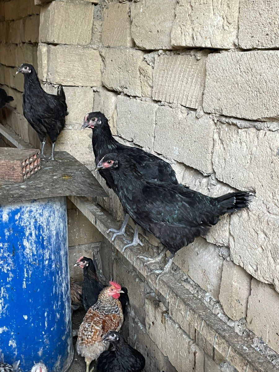 Xarkov toyuqları — Quşlar, Bakı (4)