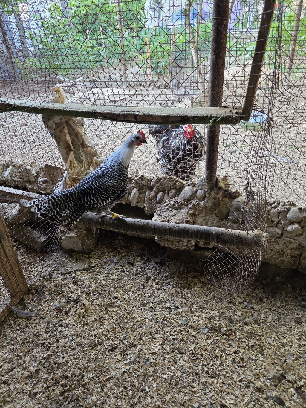Toyuq, Yumurtalıq — Heyvanlar, Bakı (3)