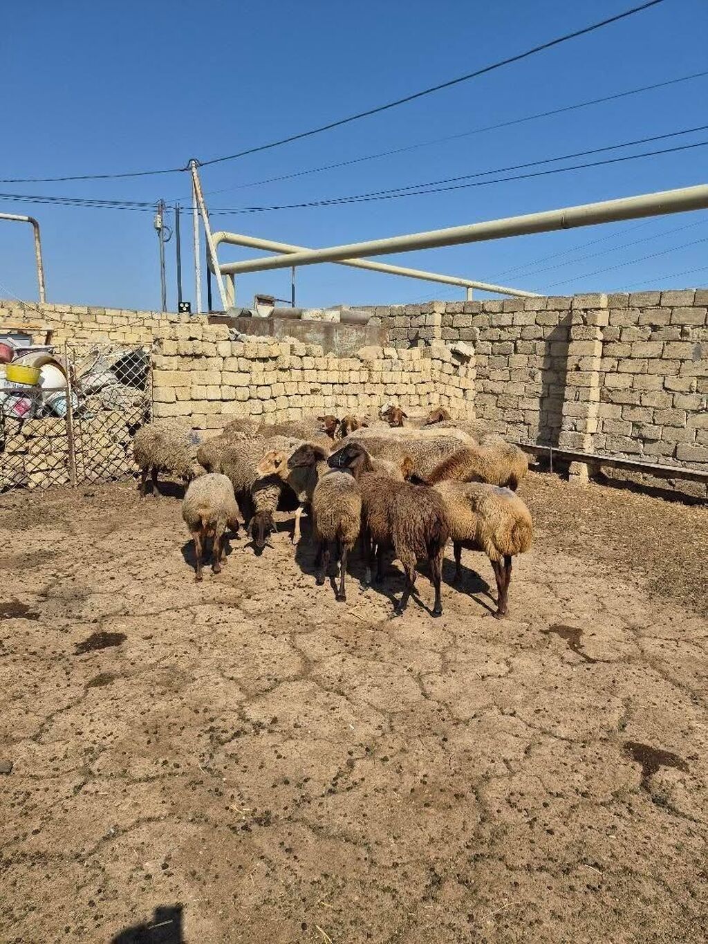 Satlıq qoyun sürüsü. Şəkillərdə bir neçə başdan ibarət sürü görünür — Heyvanlar, Mehdiabad