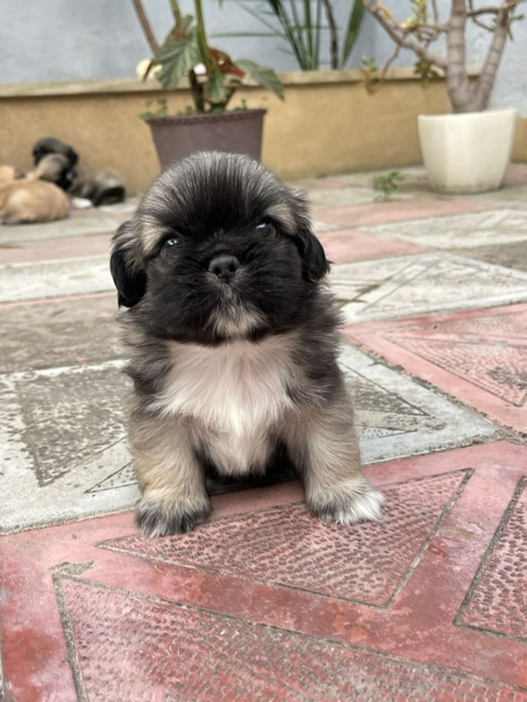 Pekines — Heyvanlar, Xırdalan (4)