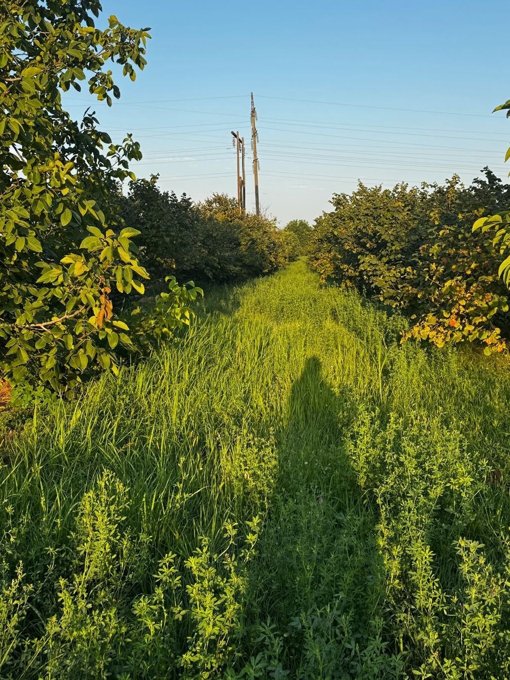 237 sot, Kənd təsərrüfatı, Mülkiyyətçi, Kupça (Çıxarış) — Torpaq, Xırdalan (10)