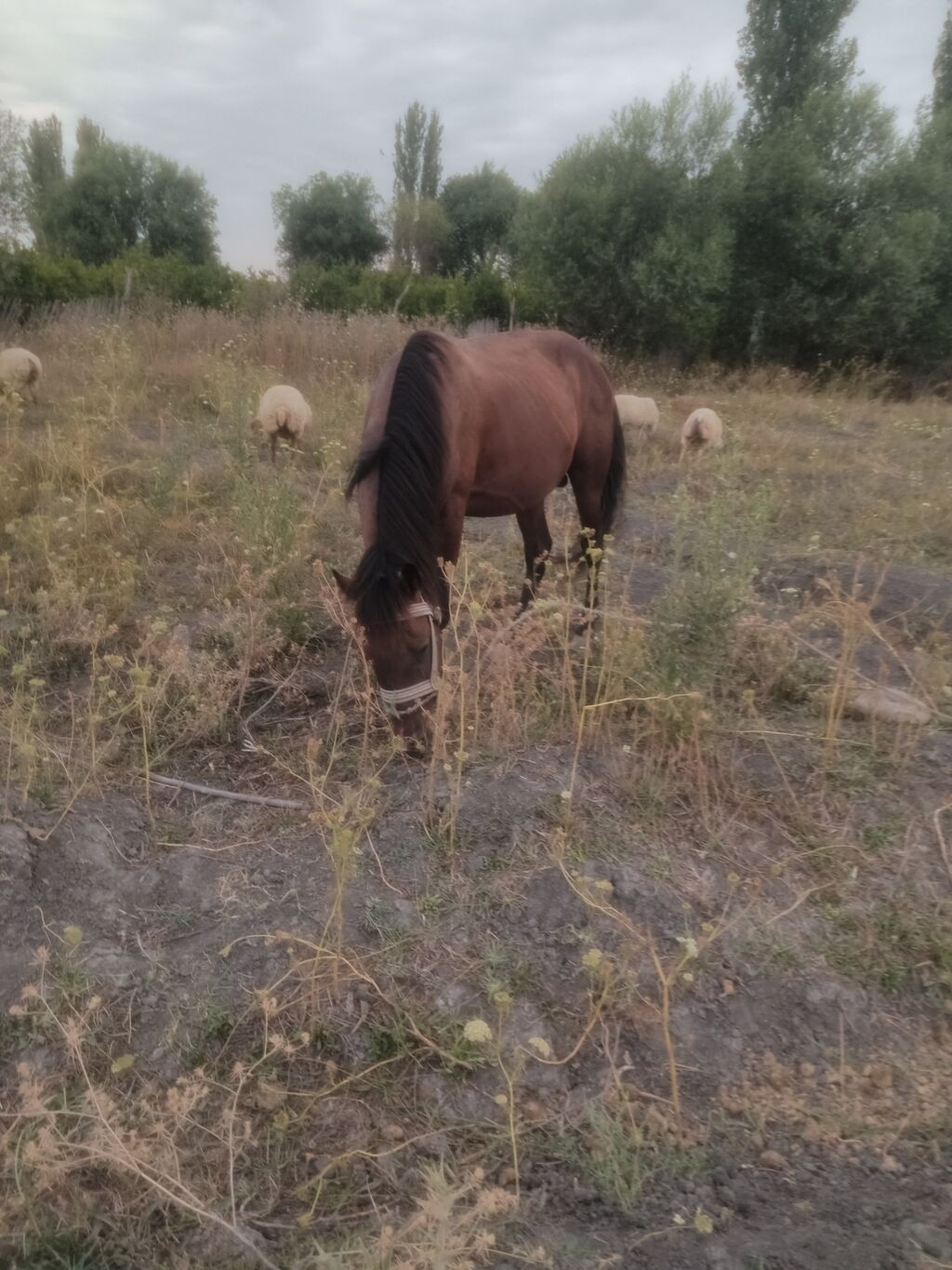 Erkək, il: 5, Ünvandan götürmə — Atlar, Kürdəmir (8)