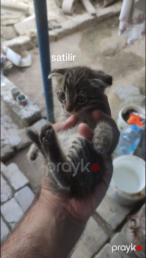 Ünvandan götürmə