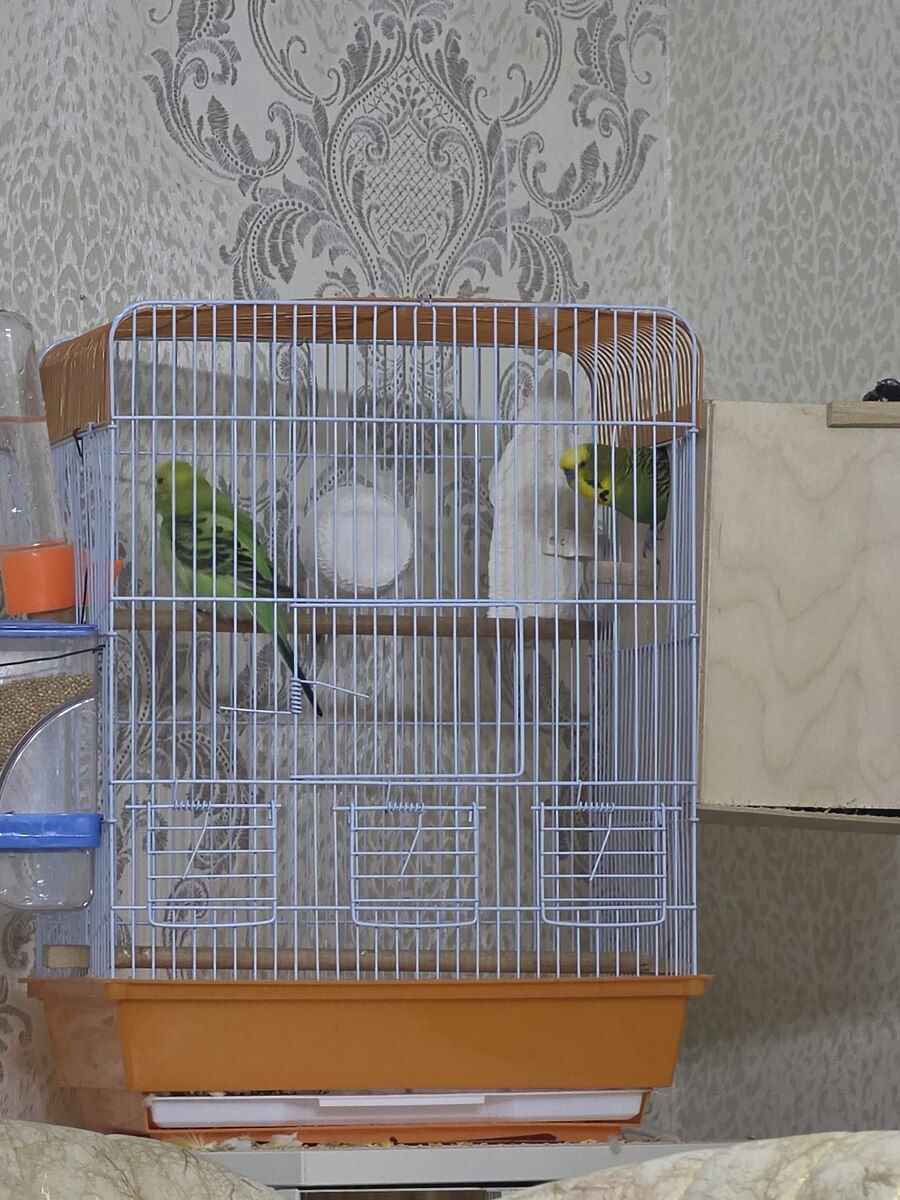 Tutuquşular — Quşlar, Bakı (3)