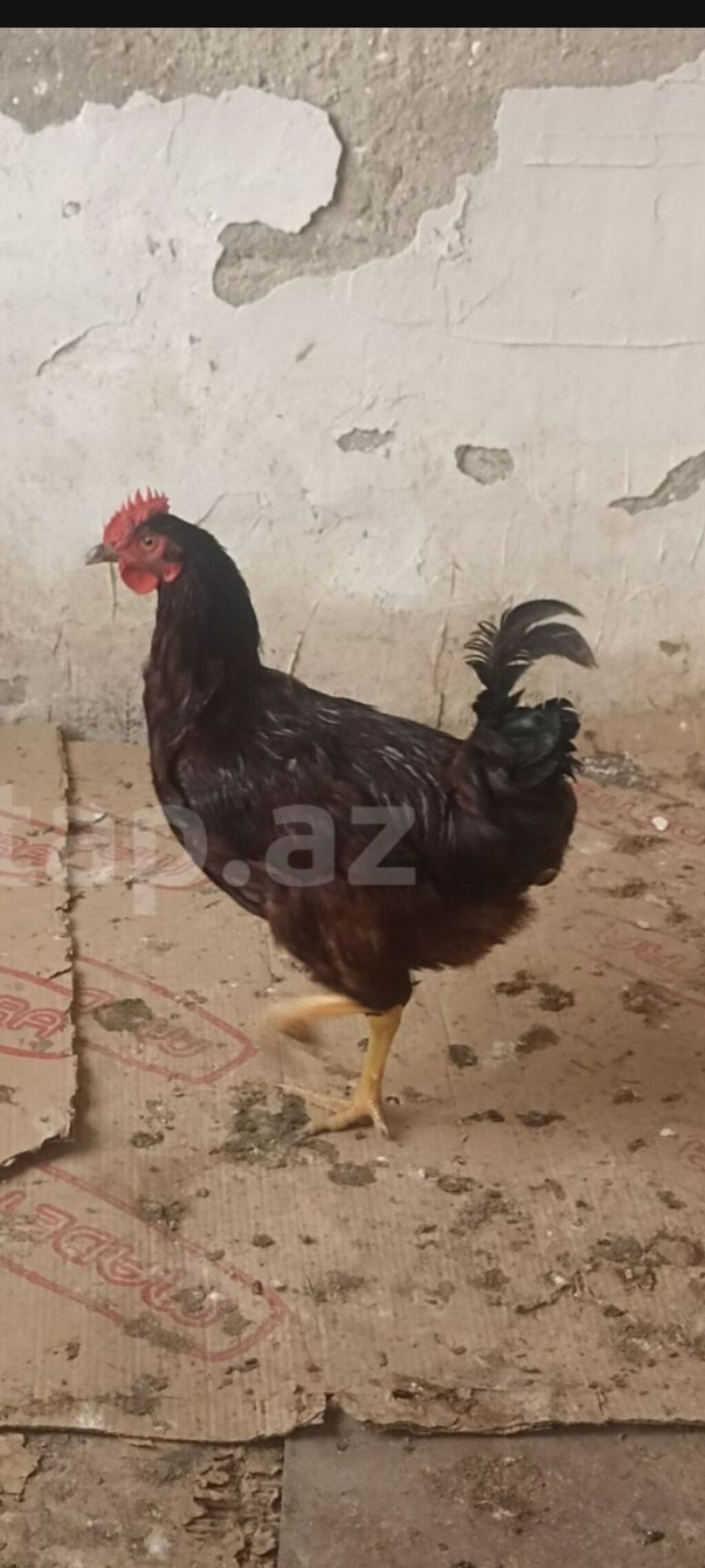 Tam sağlam heyvanlardi təmiz qan red islanddir tünd qırmızı rəngdir 1 — Heyvanlar, Digah (3)
