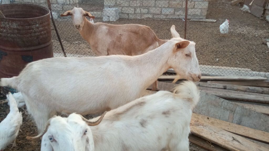 Ana bala Sani cavan heyvadır balası 5aylıqdır erkək diri cəki 26kq — Heyvanlar, Pirəkəşkül (2)