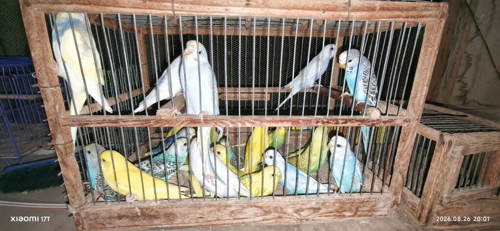 Valnissi balalar 25 ədəd təmiz sağlam quşlardır öz quşlarmın — Quşlar, Bakı (6)