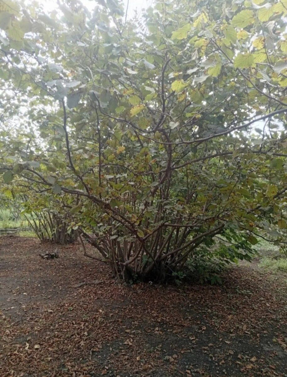 35 sot torpaq sahəsi, Xaçmaz r. — Torpaq, Xaçmaz (2)
