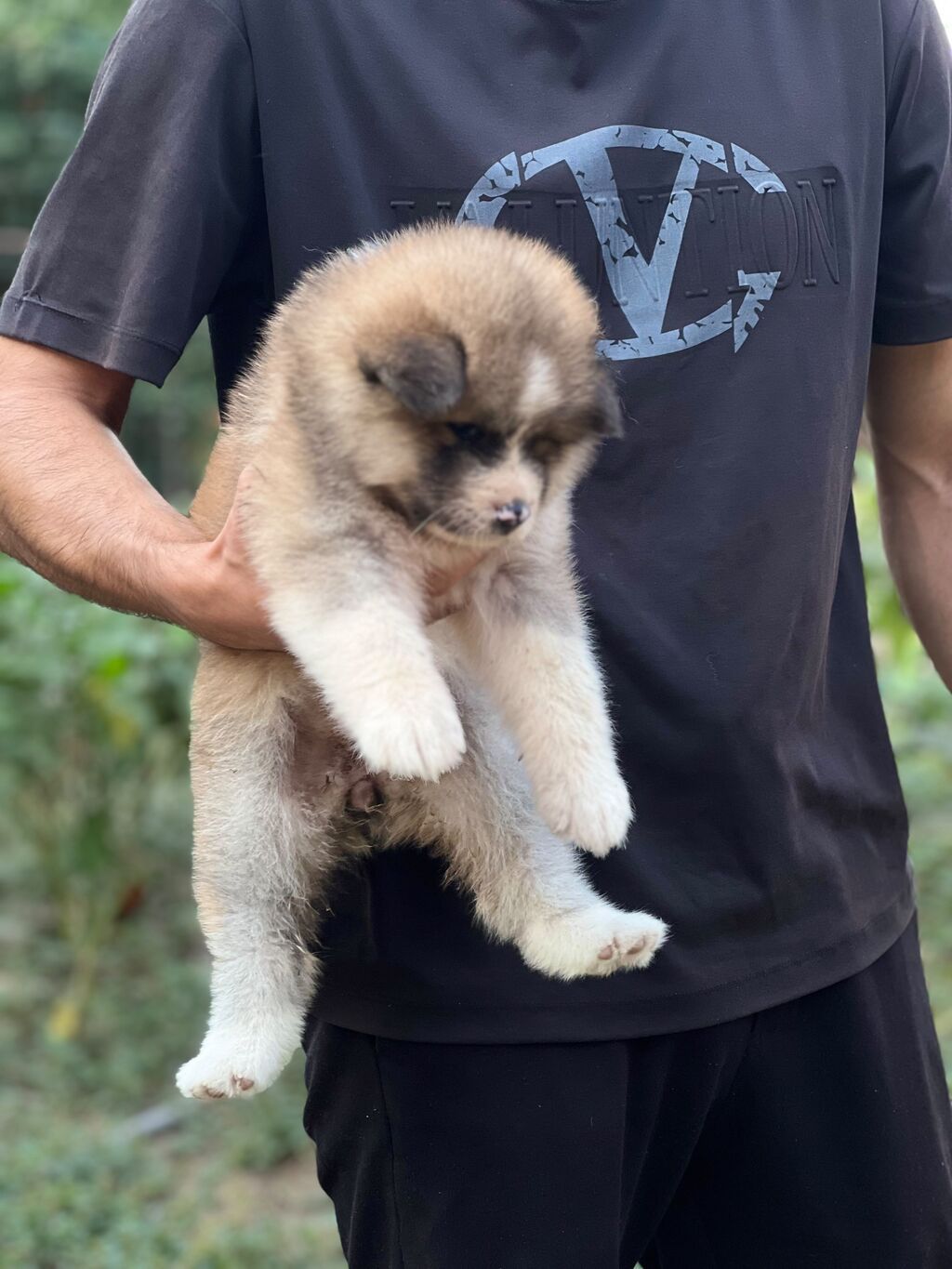 Cins:Akita uni (şirin, toppuş, orta-böyük ölçü qrupuna aid) Rənglər — Heyvanlar, Digah (4)