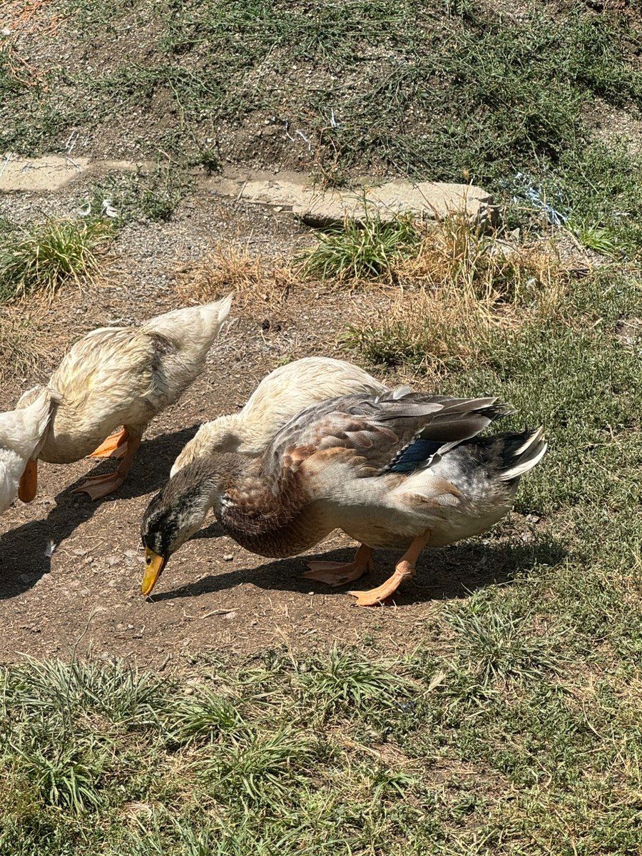 Ördəklər — Quşlar, Quba (3)
