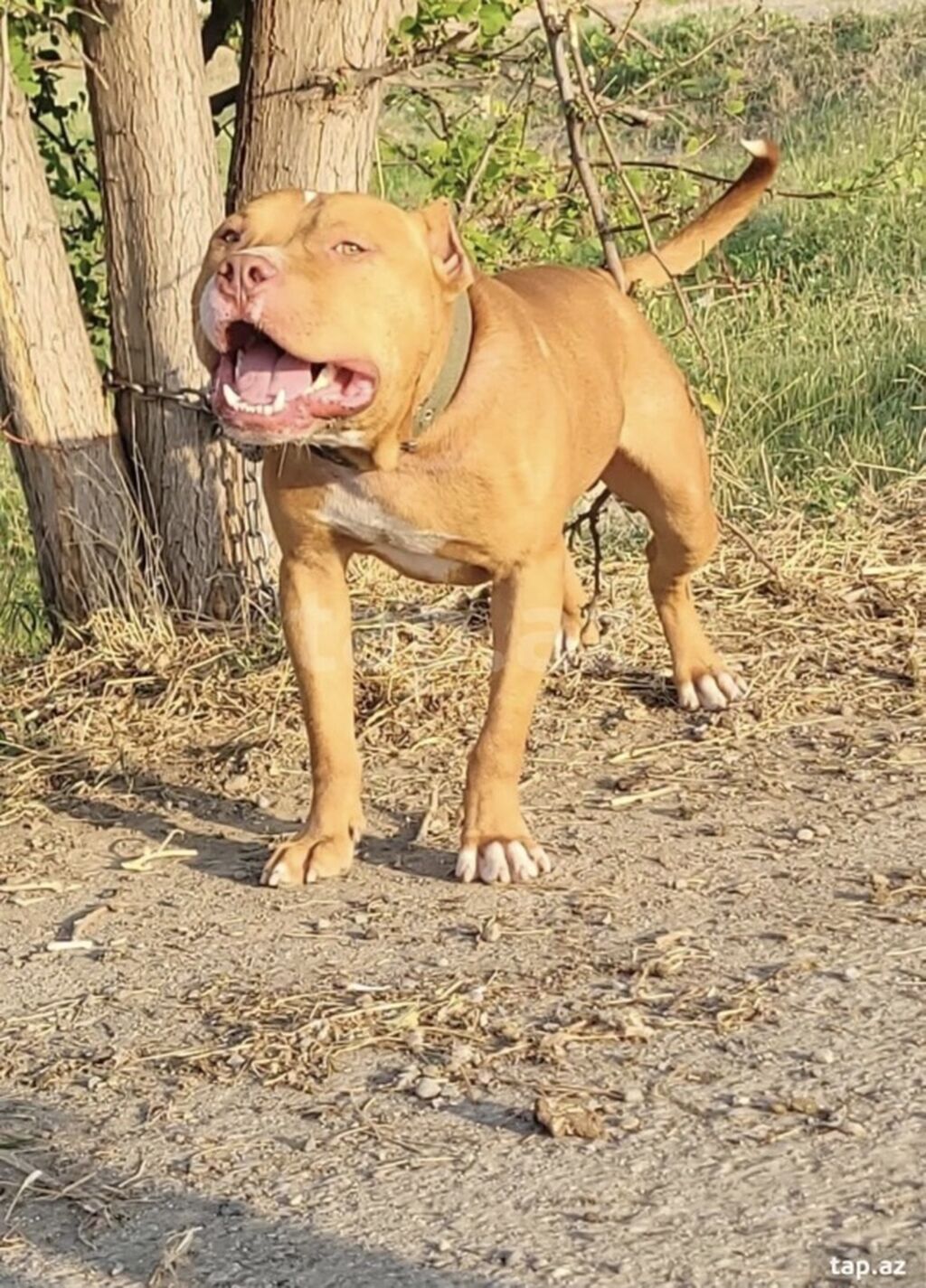 Pitbul, 1 il, Erkək, Peyvəndli, Ünvandan götürmə — Heyvanlar, Gəncə (2)