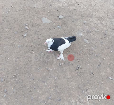 Göyərçinlər