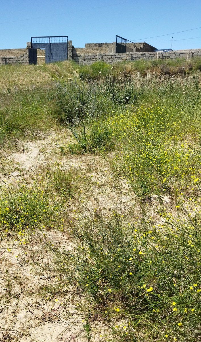 3 sot torpaq sahəsi, Məhəmmədi qəs. — Torpaq, Bakı (11)