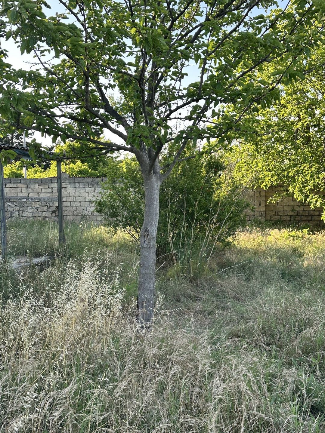 4 sot torpaq sahəsi, Novxanı qəs. — Torpaq, Bakı (2)