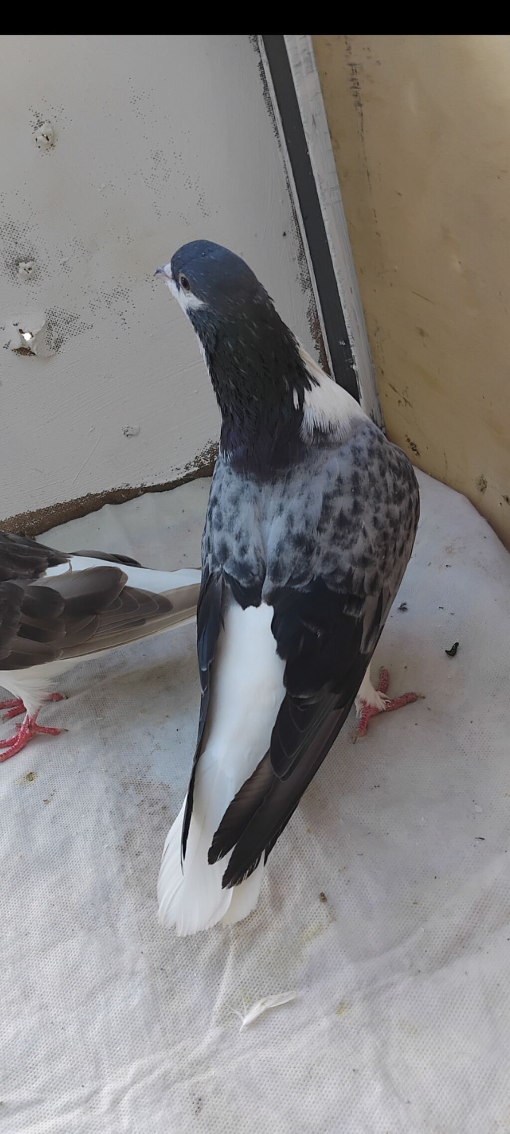 12 eded delfin 5 eded dekarativ qus topasin goturen olarsa 160 manat — Quşlar, Mingəçevir (4)