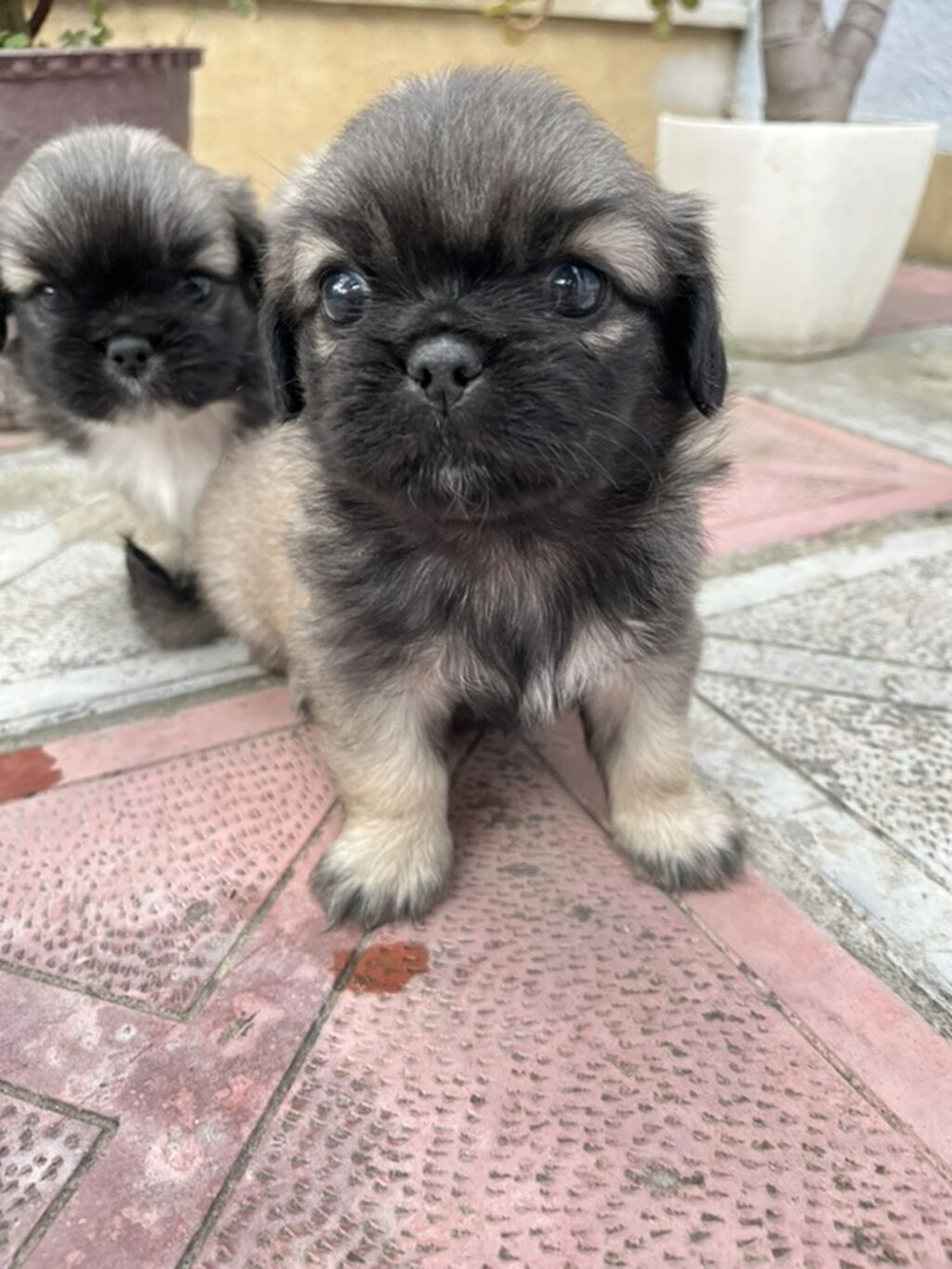 Pekines — Heyvanlar, Xırdalan (10)
