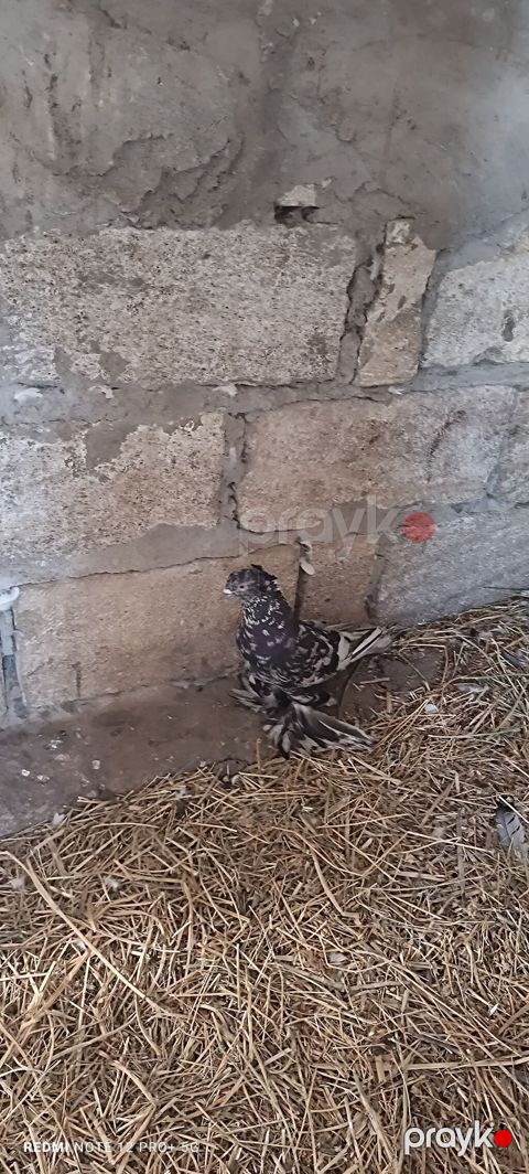 Satılır dekorativ göyərçin. Şəkildə görünən quş ayaqları lələkli