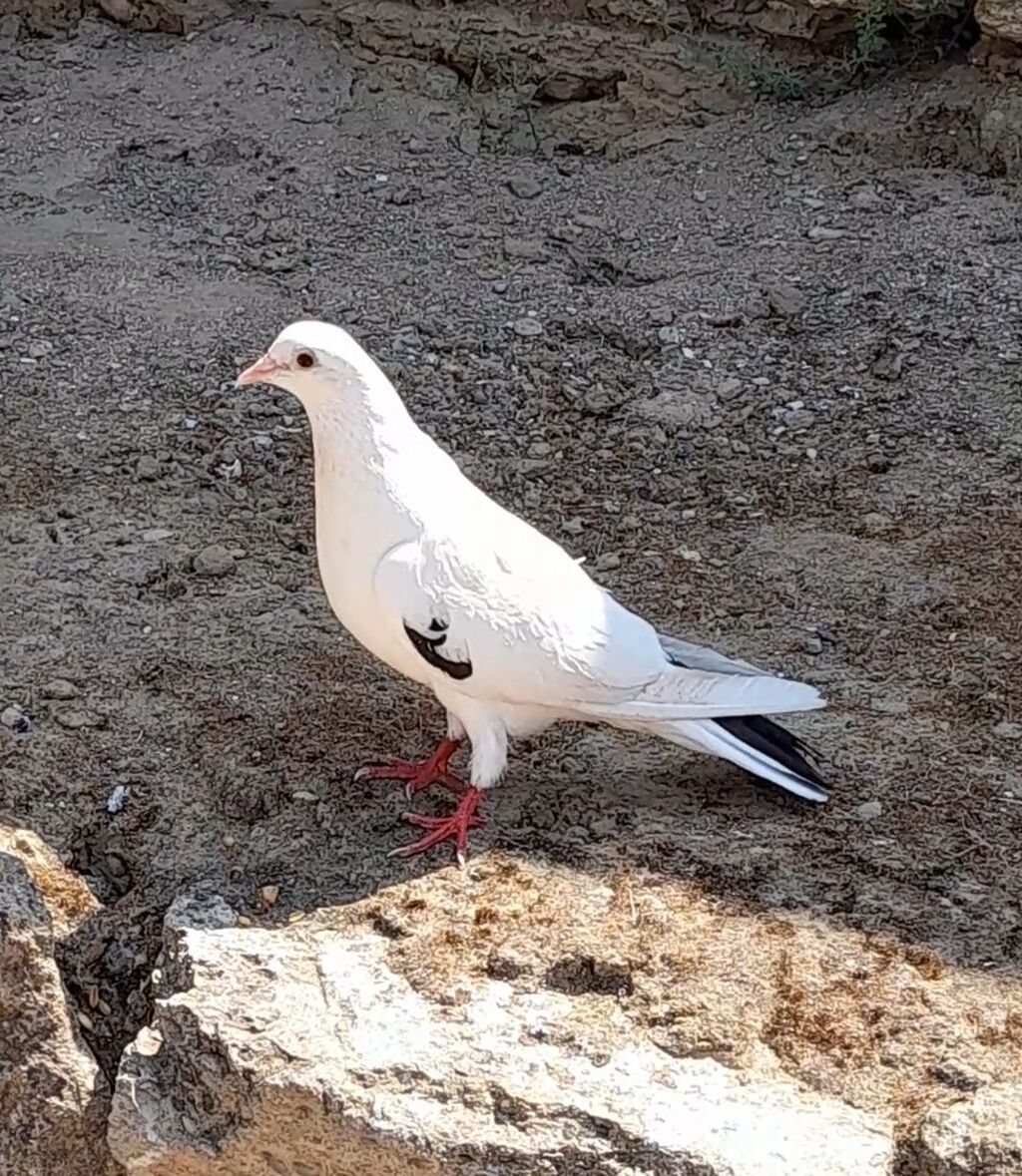 Orta qara quyrug erkey — Quşlar, Bakı (4)