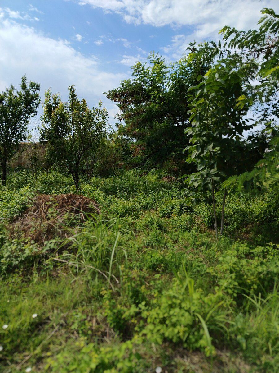 6 sot torpaq sahəsi, Şəki ş. — Torpaq, Şəki (6)