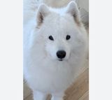 Samoyed — Cahad