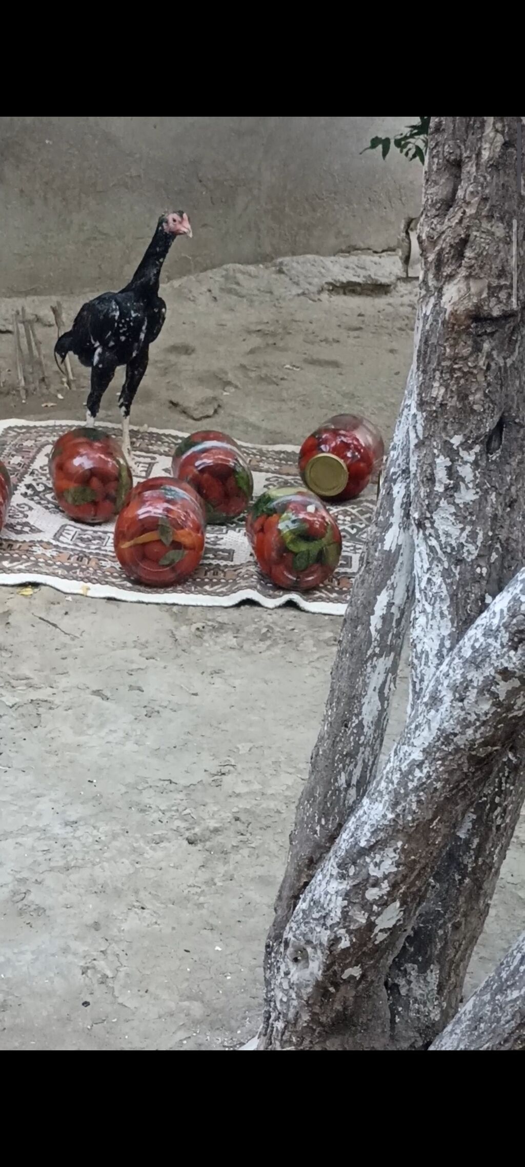 4 ayndad şər yazmaqa Etyac yoxdu Atasnın döyüş vidyosu var - Uzun — Heyvanlar, Digah (2)