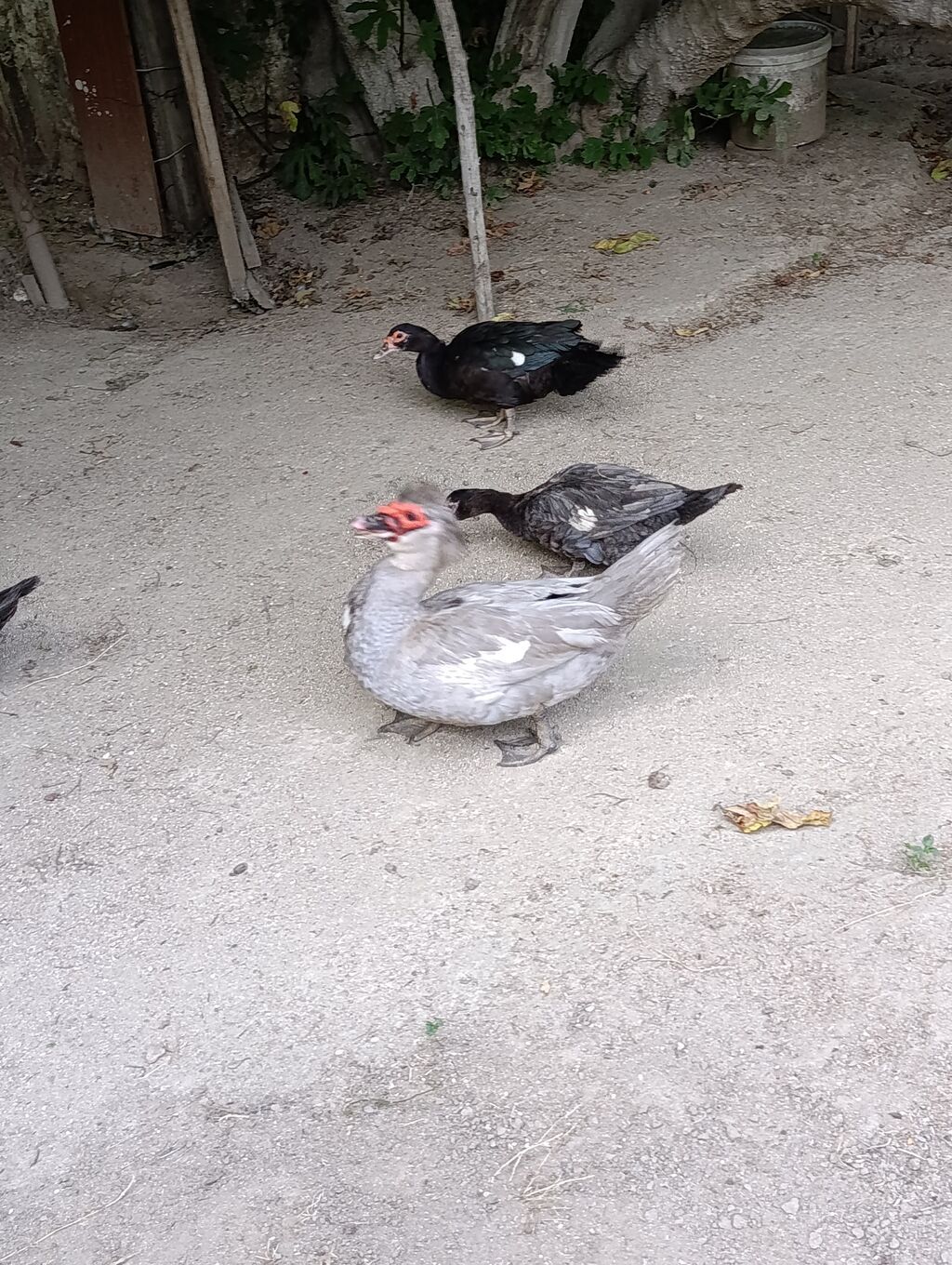 Lal Ordək. Lavanda. Macar. Zümrüd. Balası Satılır. 5 AZN. Sort — Quşlar, Digah