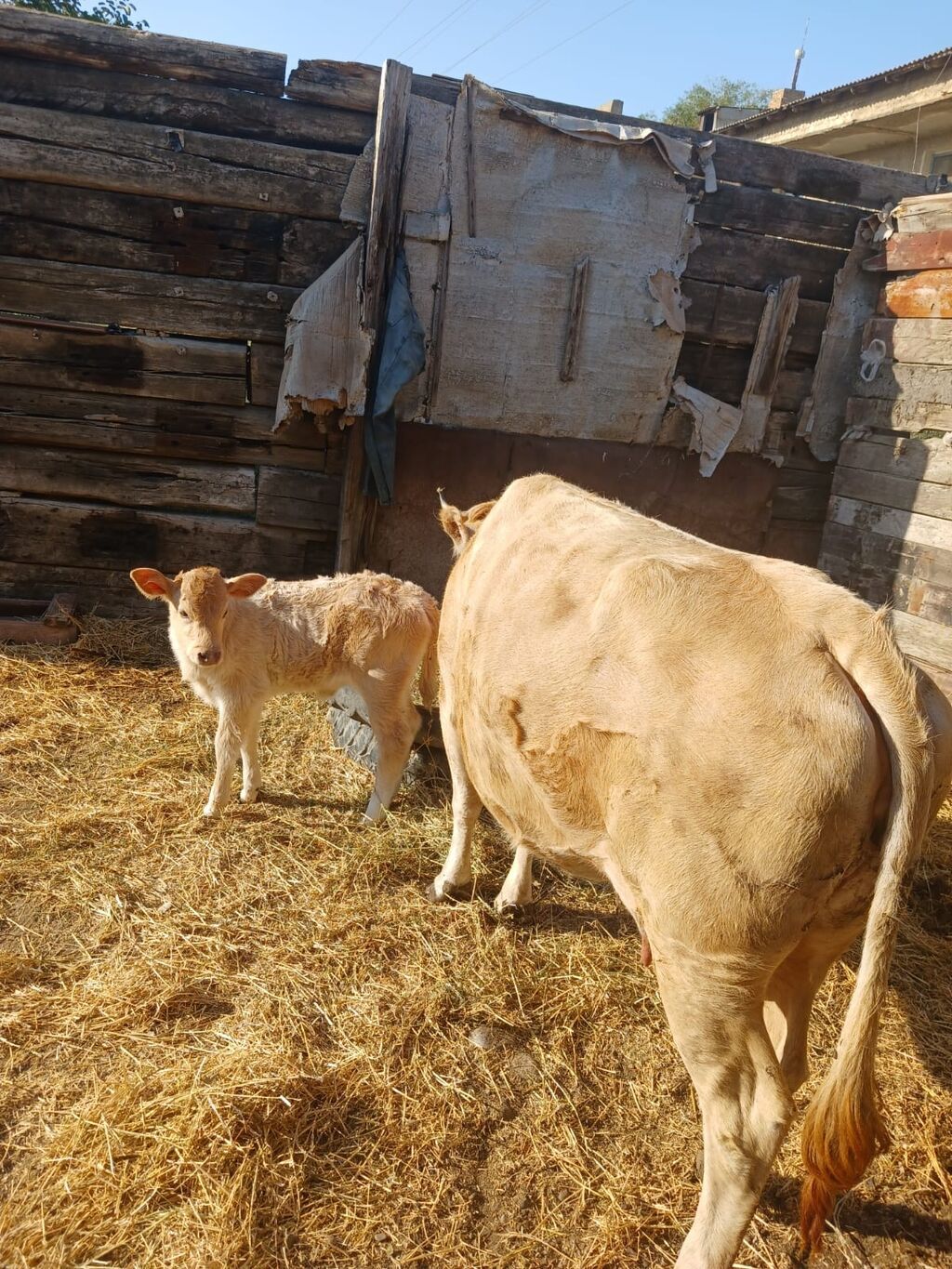 Ana bala iksi birlikdə satılır. 2ci qarınadır. 8 litr süd verir günə — Heyvanlar, Sumqayıt (2)