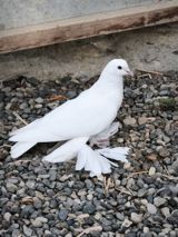 Oynaq quşdu çox iri lələkli — Животные