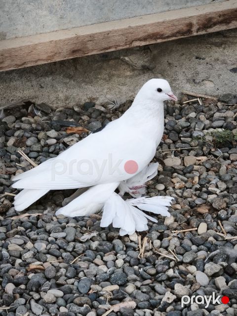 Oynaq quşdu çox iri lələkli