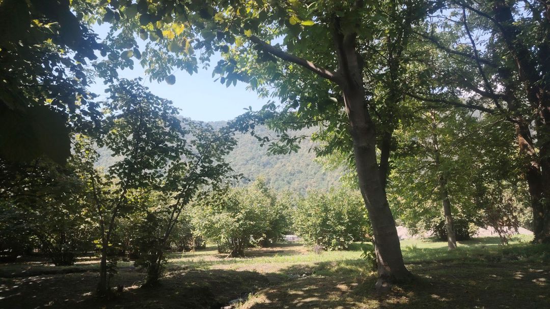 10 sot torpaq sahəsi, Zaqatala ş. — Torpaq, Zaqatala