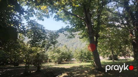 10 sot torpaq sahəsi, Zaqatala ş.