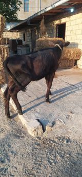 İnək — Heyvanlar