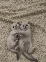 Şotland yastı qulaq — Кошки